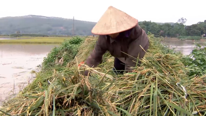 Vỡ đập ở Phú Thọ: Người dân lội nước cao đến cổ để cứu lúa