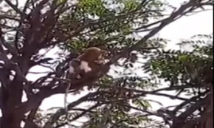 Đàn khỉ tấn công nhân viên phòng thí nghiệm, cướp mẫu xét nghiệm COVID-19