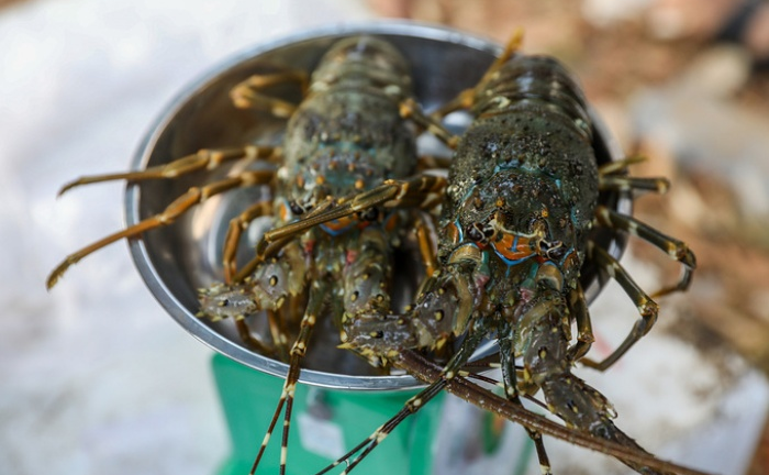 Tôm hùm tăng giá trở lại