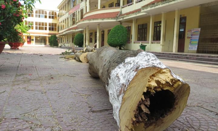 Hải Phòng rà soát cây phượng trong trường học