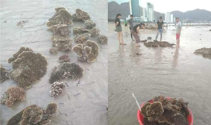 Săn san hô trái phép ở vịnh Nha Trang bán cho người chơi cá cảnh