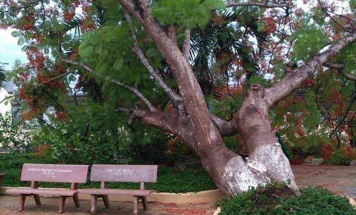 Cây phượng cổ thụ bật gốc tại trường Tiểu học ở Đồng Nai 
