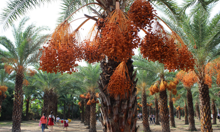 Ảnh: Ngất ngây với vườn chà là lớn nhất miền Tây