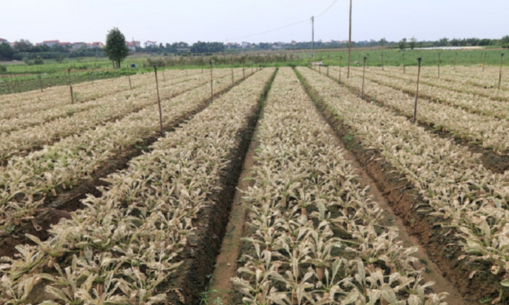 Video: Sâu tơ tàn phá hàng chục ha rau sạch ở Mê Linh, nông dân điêu đứng