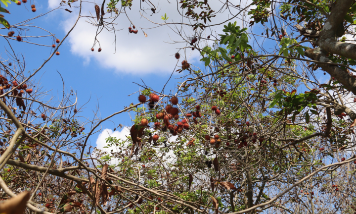 Hạn mặn lịch sử ở miền Tây: Chôm chôm, sầu riêng chết héo, nông dân khốn đốn