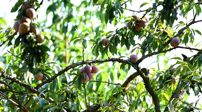 Quả 'vàng' vào mùa thu hoạch, nông dân Mộc Châu kiếm tiền triệu mỗi ngày