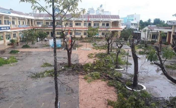 Chặt cây phượng vô tội vạ, tiện cho trường nhưng thiệt cho ký ức học trò