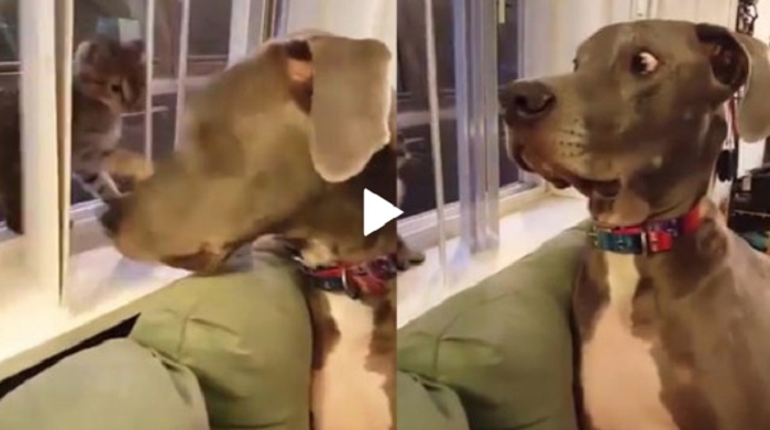 Chó sốc đến nghệt cả mặt khi bị mèo 'tẩn'