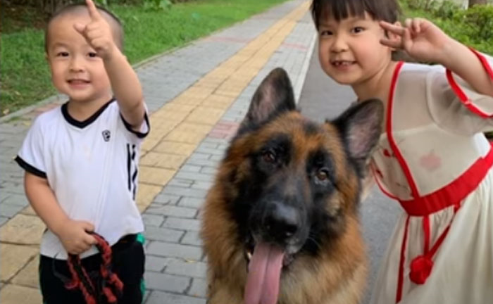 Thông minh đến mức không tin nổi, chú chó bỗng nổi như cồn trên mạng xã hội