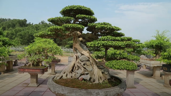 Cây sanh hơn trăm tuổi, dáng phượng xuống núi giá triệu đô