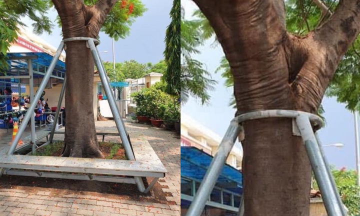 Ngăn cây phượng gãy đổ bằng trụ kim loại: Dân mạng tranh cãi gay gắt