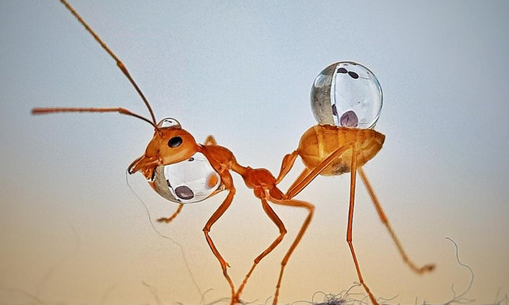Khoảnh khắc kiến 'cõng' nước tuyệt đẹp