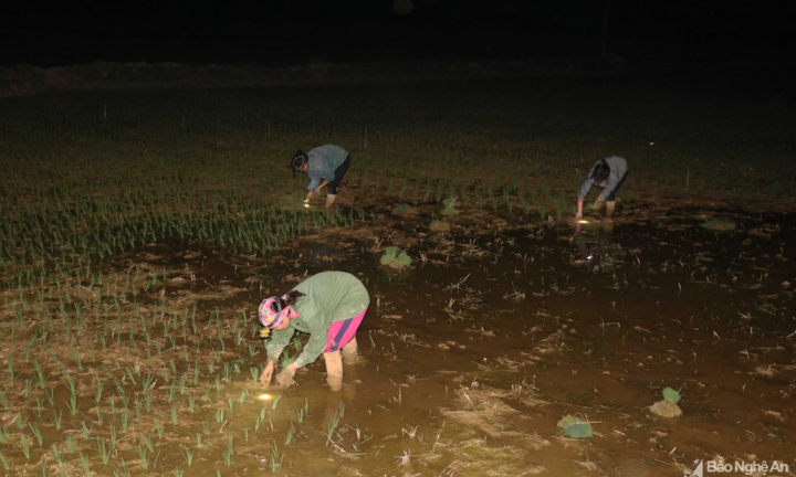 Ảnh: Tránh nắng nóng, nông dân Nghệ An thắp đèn nhổ mạ, cấy lúa về đêm 