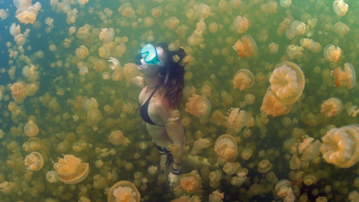 Bơi lội giữa hồ nước mặn có 700.000 con sứa sẽ ra sao?
