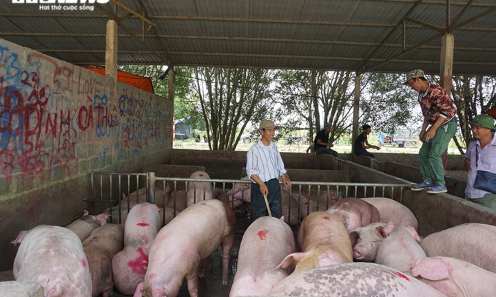 Chợ đầu mối vắng vẻ, thương lái đem lợn đến lại mang về