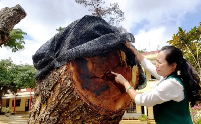 Dân mạng bức xúc 2 cây me cổ thụ bị đốn hạ, nhà trường lên tiếng giải thích