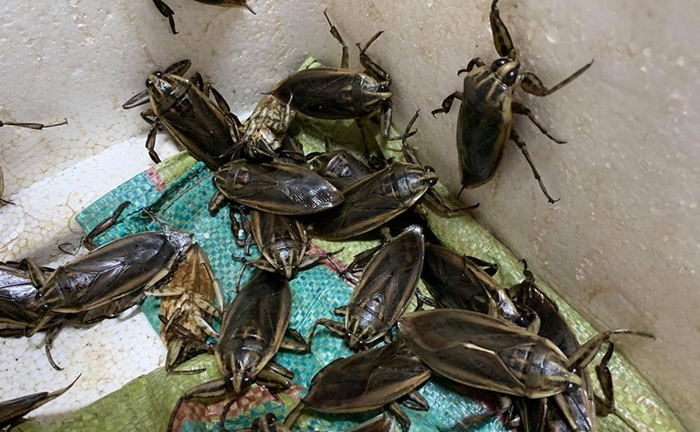 'Chợ' mạng sốt xình xịch bán 50.000 đồng/con cà cuống