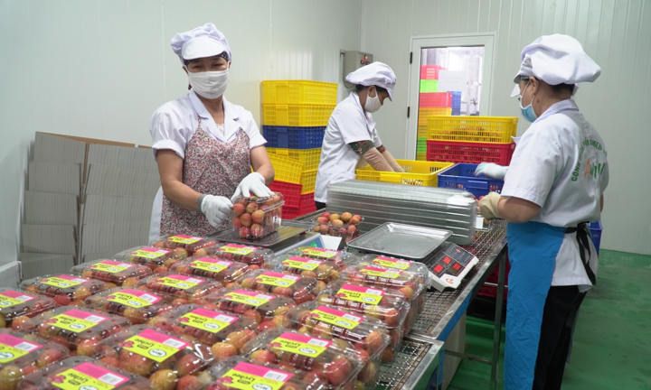 Quy trình đóng gói vải thiều xuất sang Singapore diễn ra thế nào?