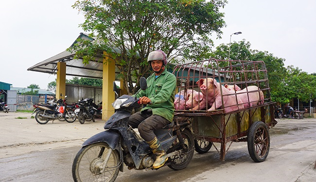 Lợn hơi giảm 'nhiệt', giá thịt tại chợ vẫn đứng yên