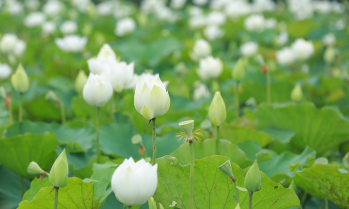 Có một đầm sen trắng đẹp lung linh ngoại thành Hà Nội, không đi tiếc cả mùa hè