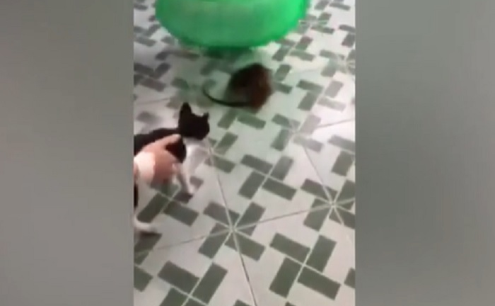 Mèo chạy trối chết khi nhìn thấy chuột