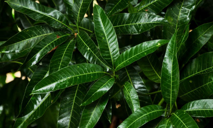 Công dụng tuyệt vời của lá xoài mà nhiều người chưa biết