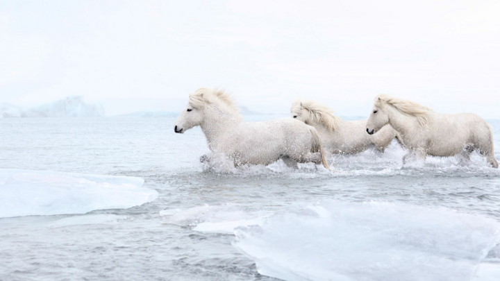 Giống ngựa thần thoại sống tách biệt 1.000 năm trên băng đảo