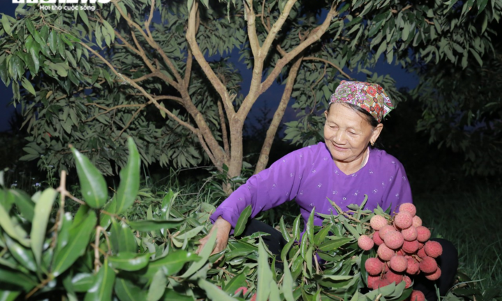 Nông dân Bắc Giang soi đèn thâu đêm thu hoạch vải thiều