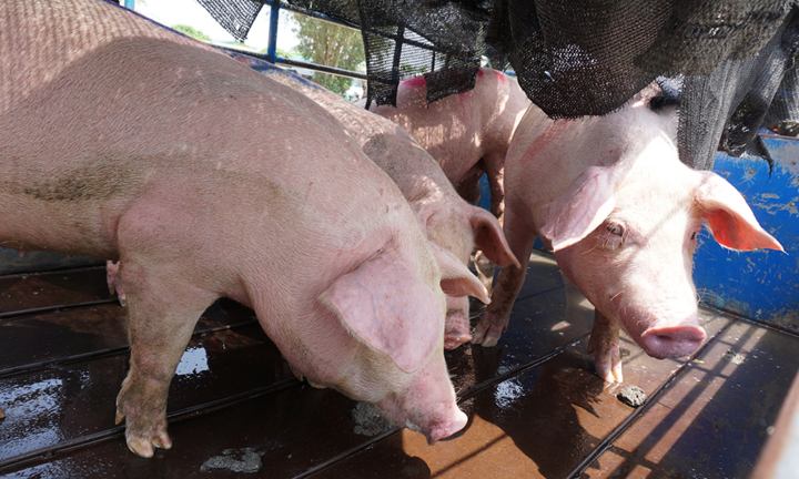 Tại sao thịt lợn không thể thiếu ngoài gà, cá, bò...?