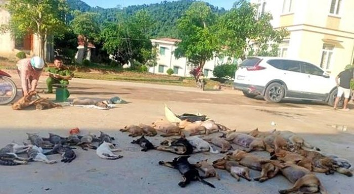 Lời khai của đôi tình nhân dùng Cyanua đánh bả bắt trộm gần nửa tấn chó, mèo