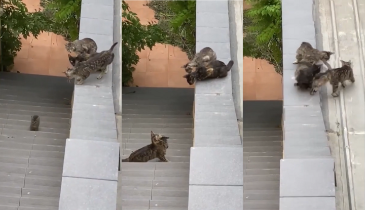 Cảnh đàn mèo kiên nhẫn dìu mèo con vượt mái nhà khiến nhiều trái tim tan chảy