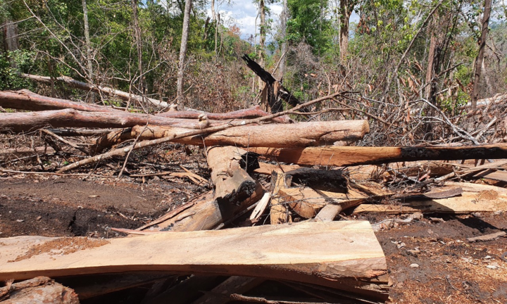 Rừng cổ thụ bị lâm tặc đốn hạ ở Gia Lai: Cơ quan chức năng nói gì?