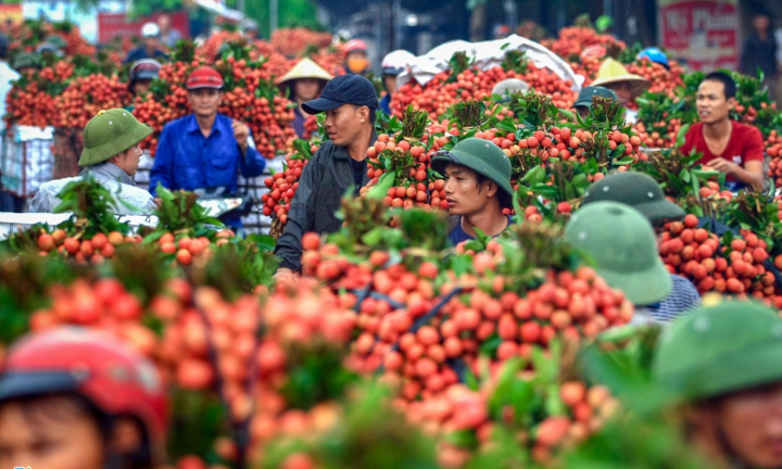 Hôm nay, vải thiều Bắc Giang lên máy bay sang Nhật