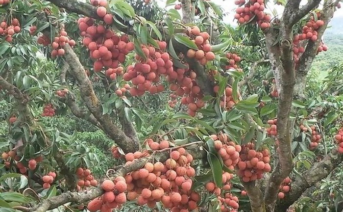 1 tấn vải thiều tươi Việt Nam đầu tiên cập bến Nhật Bản