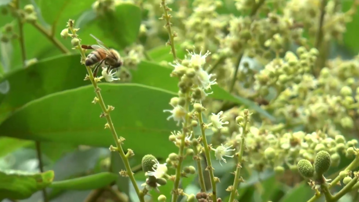 Nông dân miền Tây nuôi hơn 250 đàn ong để thụ phấn cho cây nhãn