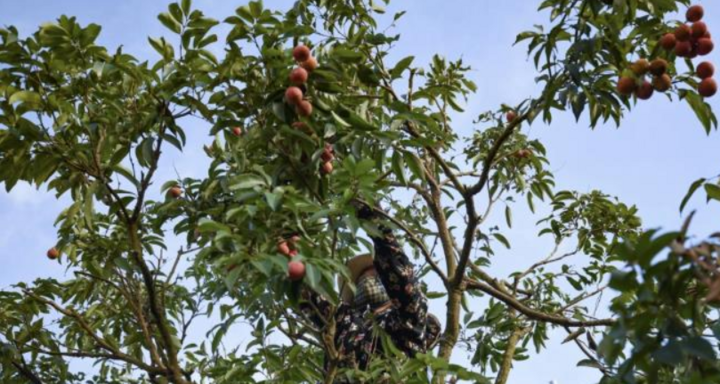 Vườn vải xuất khẩu sang Nhật Bản được chăm sóc đặc biệt thế nào?