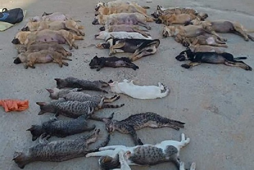 Khởi tố cặp tình nhân dùng cyanua đánh bả trộm chó, mèo ở Thanh Hóa