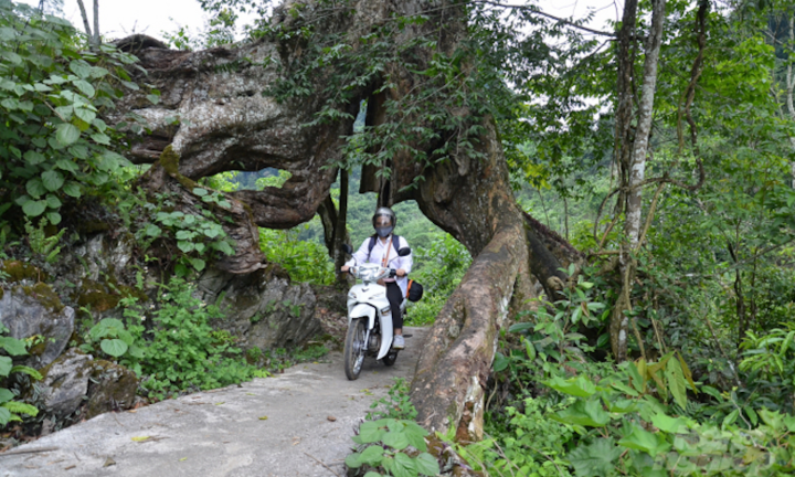 Chuyện lạ Cao Bằng: Đường đến 'thiên đường' xuyên qua gốc cây nghiến cổ