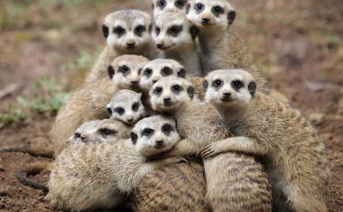 Loài vật nào tàn nhẫn nhất thế giới?