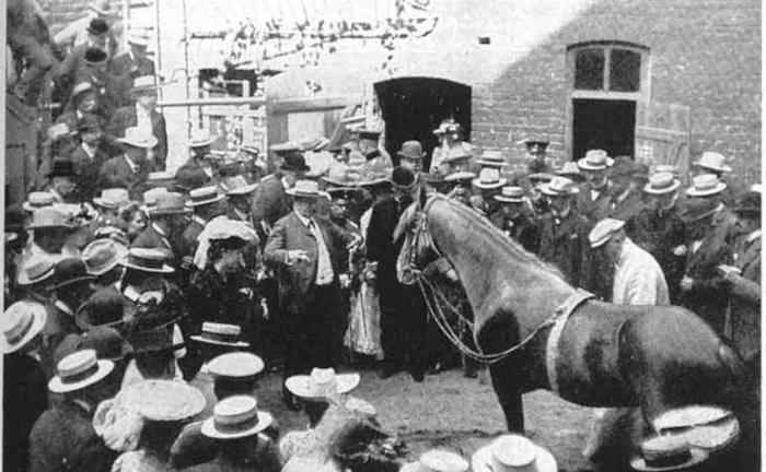 Chú ngựa biết làm toán từng khiến châu Âu ngạc nhiên