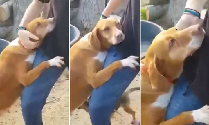 Tình bạn 'sét đánh' giữa chú chó và chàng phóng viên gây sốt mạng xã hội