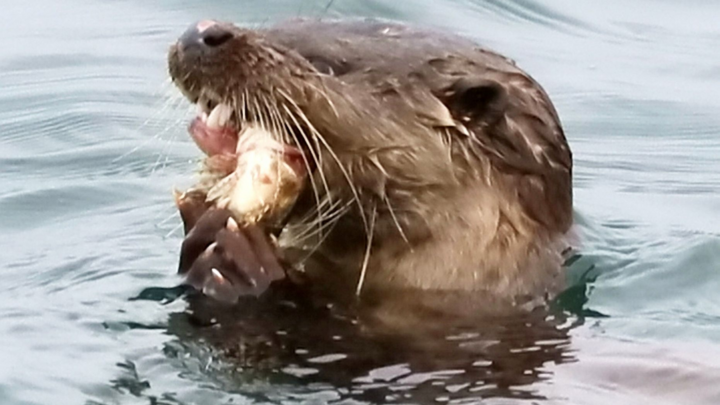 'Cỗ máy giết người' giúp rái cá làm thịt cá mù làn quý hiếm