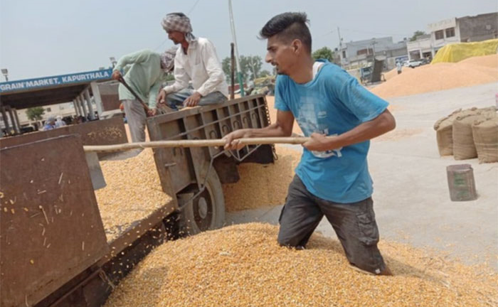 Trường đóng cửa vì COVID-19, giáo viên tiểu học làm bốc vác kiếm sống 