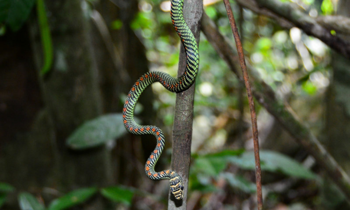 Loài rắn không có cánh nhưng vẫn bay thiện nghệ
