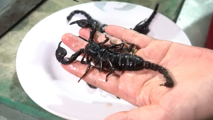 Sởn gai ốc với món ăn kinh dị từ côn trùng 