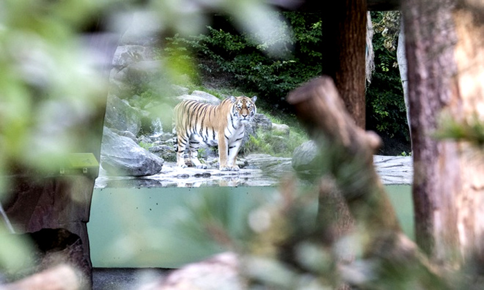 Hổ giết chết nhân viên vườn thú 