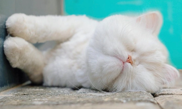 Chú mèo mù Ba Tư sở hữu lượng fan lớn trên mạng xã hội