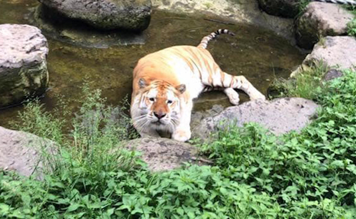 Gương mặt gây cười của chúa sơn lâm