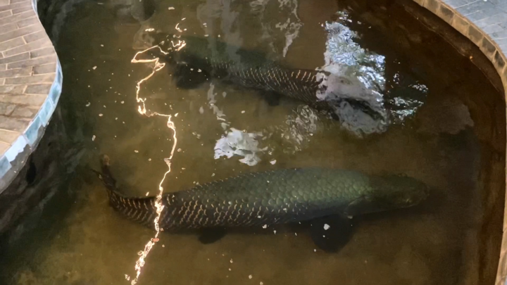 Cặp cá hải tượng khổng lồ trong quán cà phê ở TP.HCM