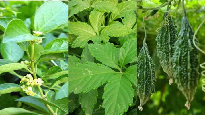 Dây thìa canh, khổ qua rừng giúp hỗ trợ điều trị tiểu đường hiệu quả